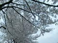 空堀川の桜　　2011/04/11