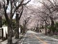 湘南鷹取の桜
