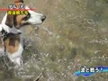 琵琶湖でそれぞれに遊ぶ犬